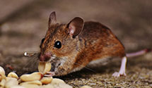 24 Hour & Emergency Exterminators in Remington, VA